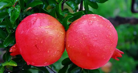 when are pomegranates in season in china